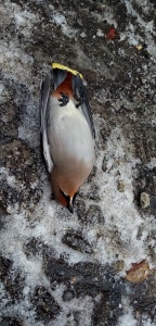 Птичка - 1.jpg